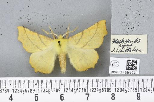 Ennomos alniaria (Linnaeus, 1758) - BMNHE_1861951_a_442822