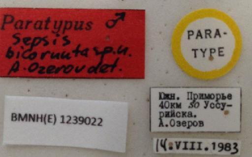 Sepsis bicornuta Ozerov & Ozerov, 1985 - Sepsis_bicornuta-BMNHE1239022-paratype_male-labels