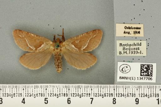 Triodia sylvina (Linnaeus, 1761) - BMNHE_1347706_185912