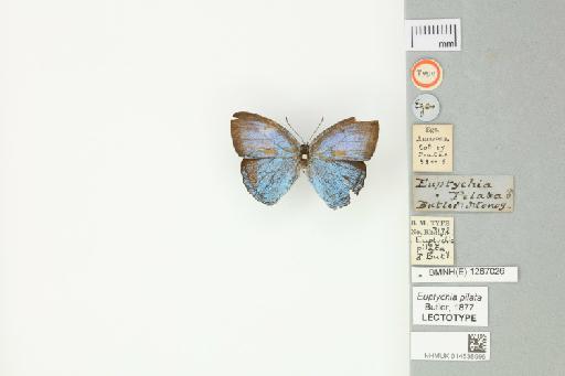 Caeruleuptychia pilata (Butler, 1867) - 014538996_Euptychia_pilata_Butler_1877_LT