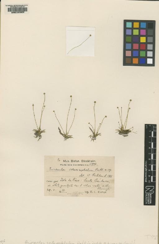 Eriocaulon sclerocephalum Ruhland - BM000629808