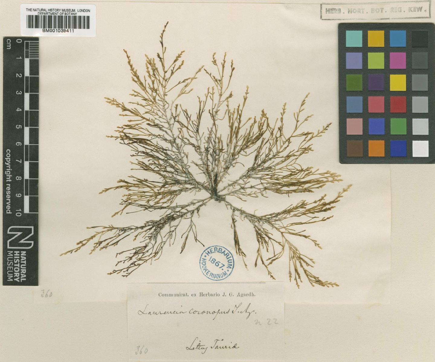 To NHMUK collection (Laurencia coronopus J.Agardh; TYPE; NHMUK:ecatalogue:714512)