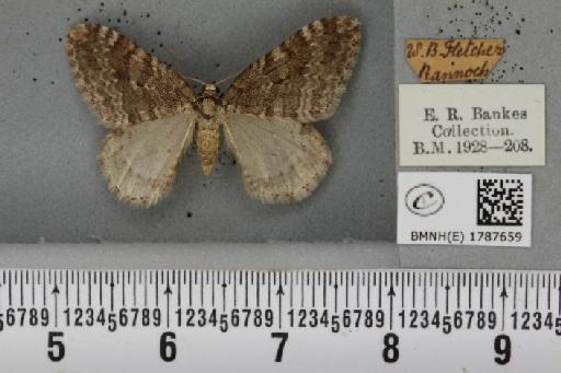 Epirrita filigrammaria ab. polata Westwood, 1845 - BMNHE_1787659_361534