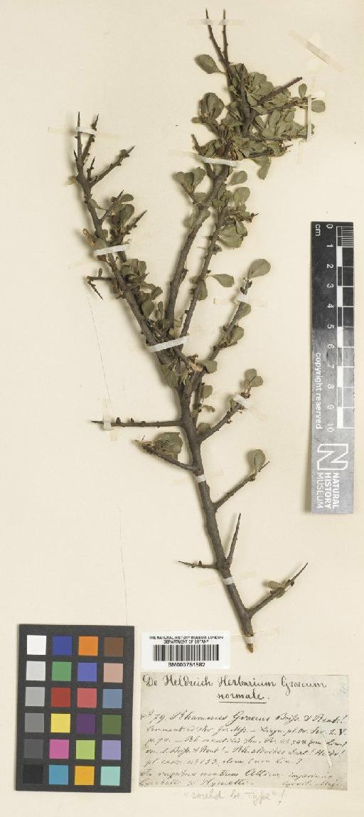 Rhamnus lycioides subsp. graecus (Boiss & Reut.) Tutin - BM000751582