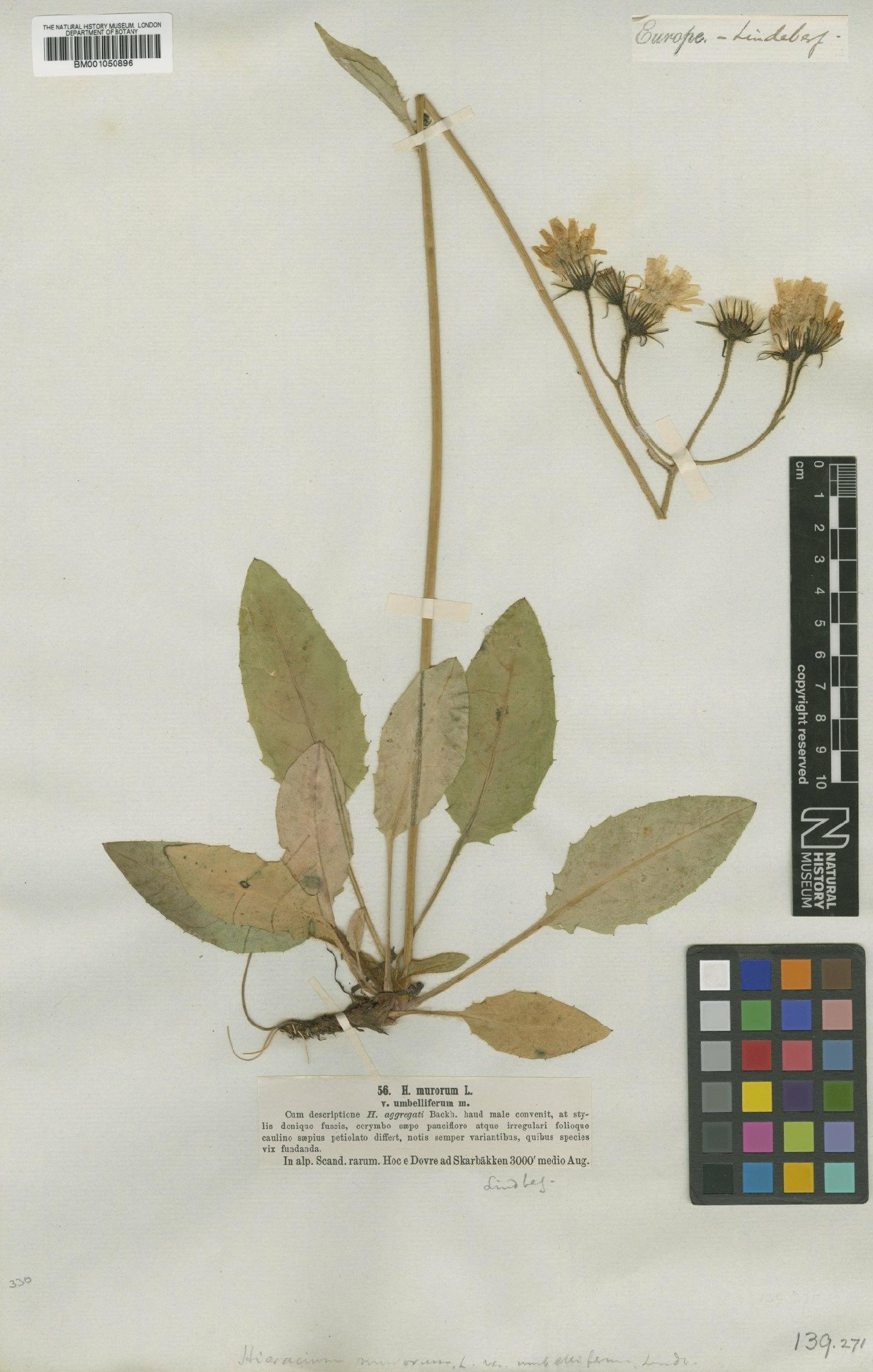 To NHMUK collection (Hieracium murorum var. umbelliferum Lindeb.; TYPE; NHMUK:ecatalogue:2400268)