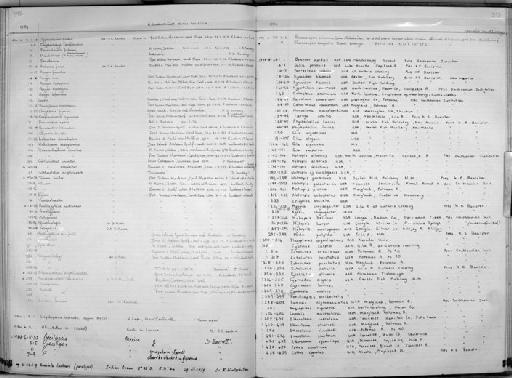 Pylodictis olivaris Rafinesque, 1820 - Zoology Accessions Register: Fishes: 1971 - 1985: page 393