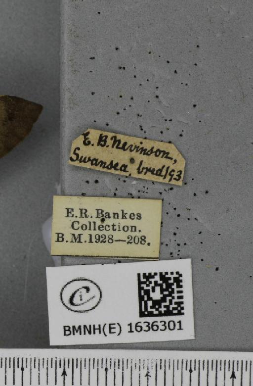Macroglossum stellatarum (Linnaeus, 1758) - BMNHE_1636301_label_206019