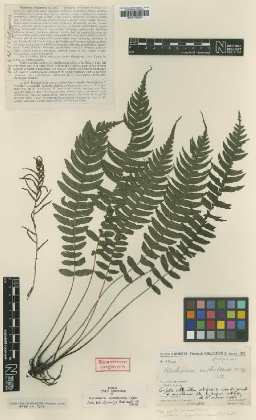 Blechnum ivohibense C.Chr. - BM001066246