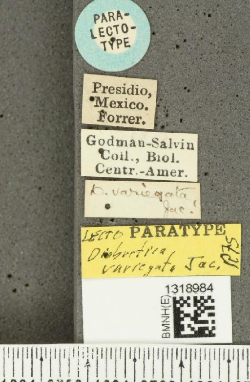 Diabrotica variegata Jacoby, 1887 - BMNHE_1318984_label_20361