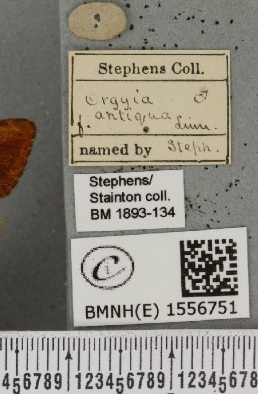 Orgyia antiqua (Linnaeus, 1758) - BMNHE_1556751_label_256563