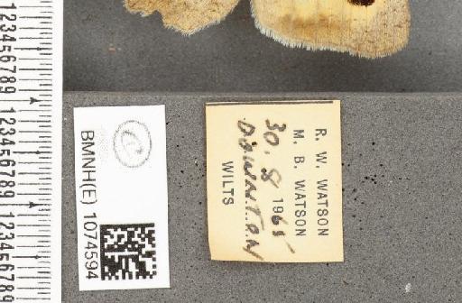 Maniola jurtina insularis ab. antialba Leeds, 1950 - BMNHE_1074594_label_41339