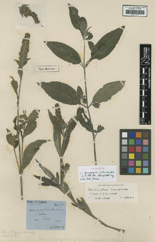 Strobilanthes brunelloides (Lam.) J.R.I.Wood - BM001191002