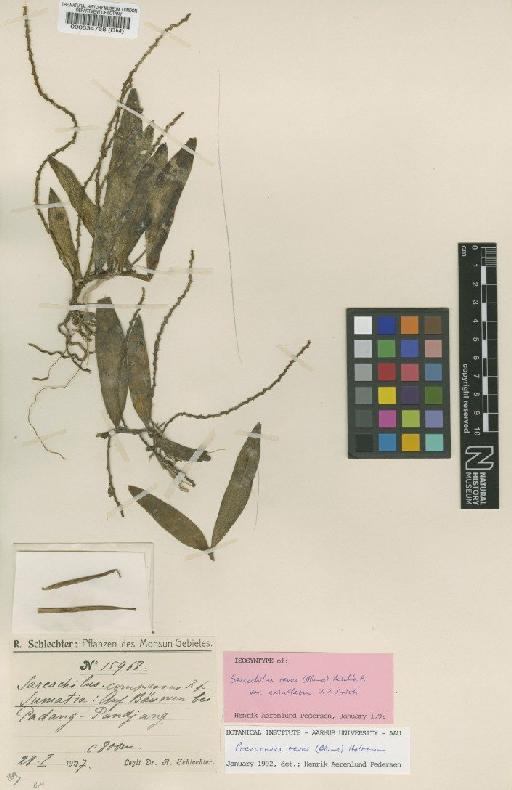 Pteroceras teres (Blume) Holttum - BM000534768