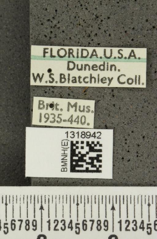 Systena frontalis (Fabricius, 1801) - BMNHE_1318942_label_26193