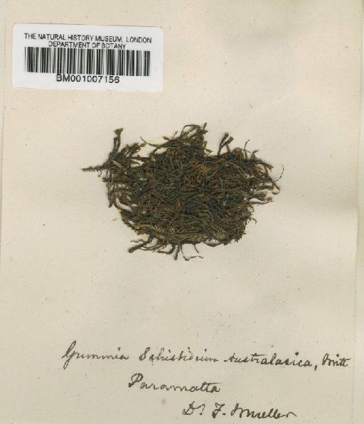 Schistidium readeri (Broth.) Ochyra & J.Muñoz - BM001007156