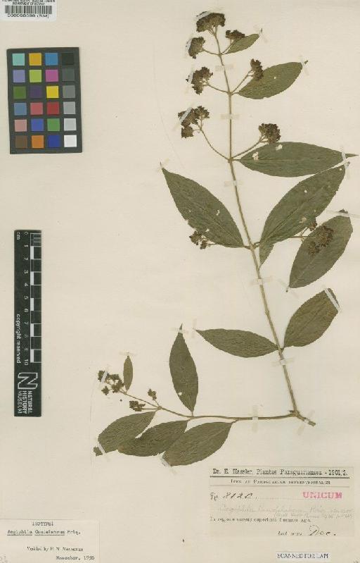 Aegiphila candelabrum Briq - BM000098899