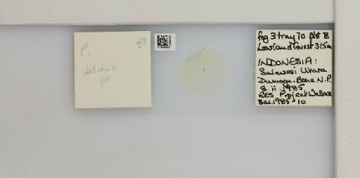 Helionothrips priesneri Wilson, 1975 - 013549329_833504_1610077_161184_NonType
