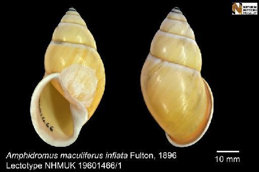 Amphidromus maculiferus inflata Fulton, 1896 - 19601466, LECTOTYPE & PARALECTOTYPES, Amphidromus maculiferus inflata Fulton, 1896