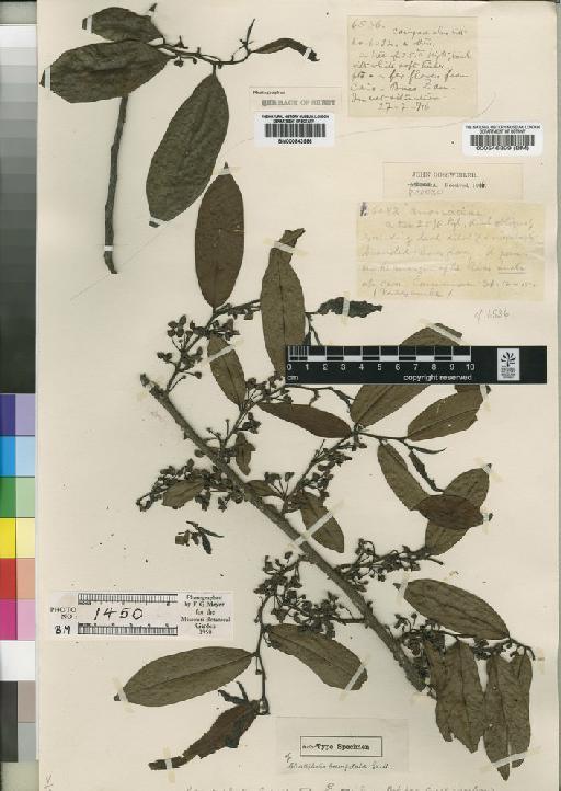 Cleistopholis patens (Benth.) Engl. & Diels - BM000546899
