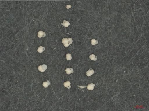 Globigerinoides ruber (d'Orbigny) - ZF6280