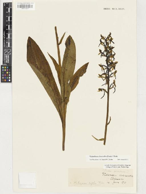 Platanthera chlorantha (Custer) Rchb. - BM001128077