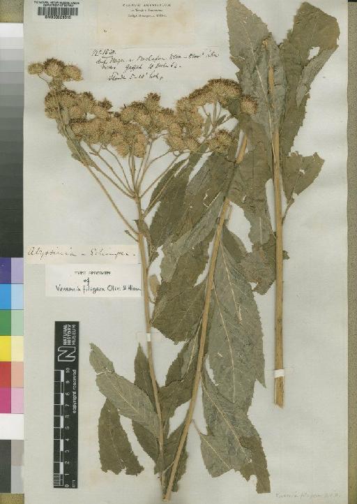 Vernonia filigera Oliv. & Hiern - BM000629315