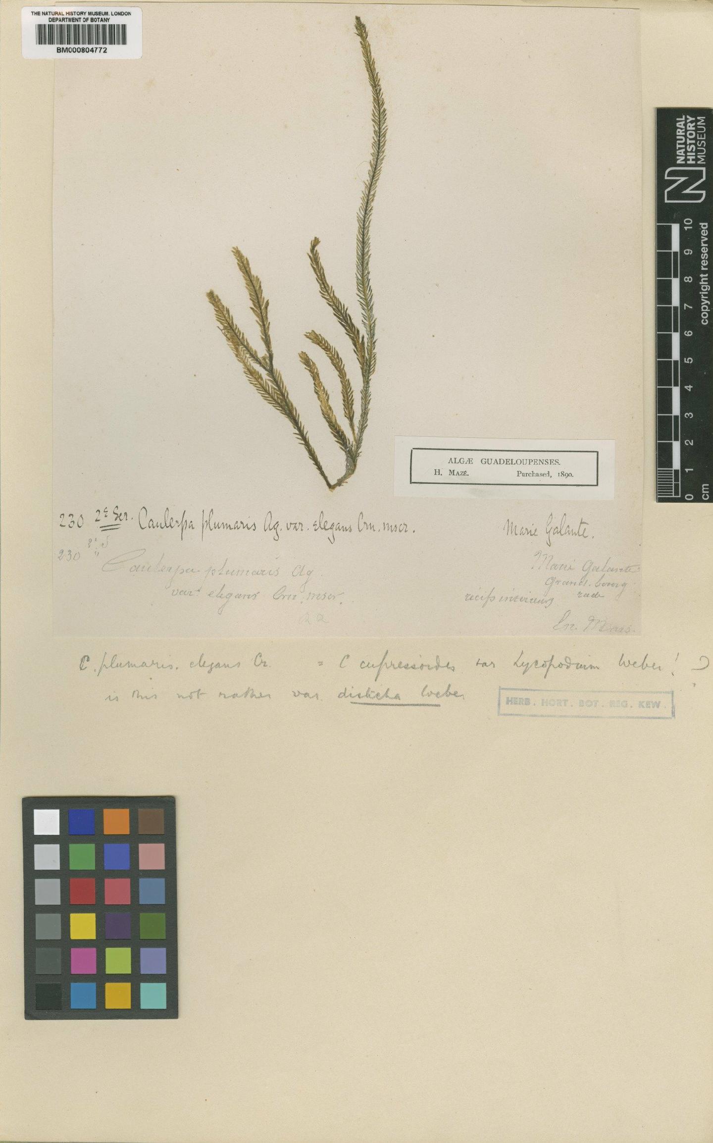 To NHMUK collection (Caulerpa cupressoides (Vahl) C.Agardh; Type; NHMUK:ecatalogue:426141)