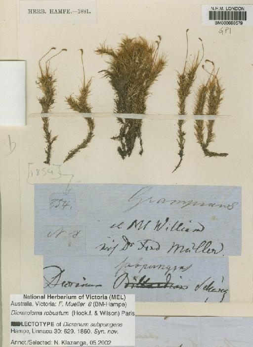 Dicranoloma robustum (Hook.f. & Wilson) Paris - BM000666579