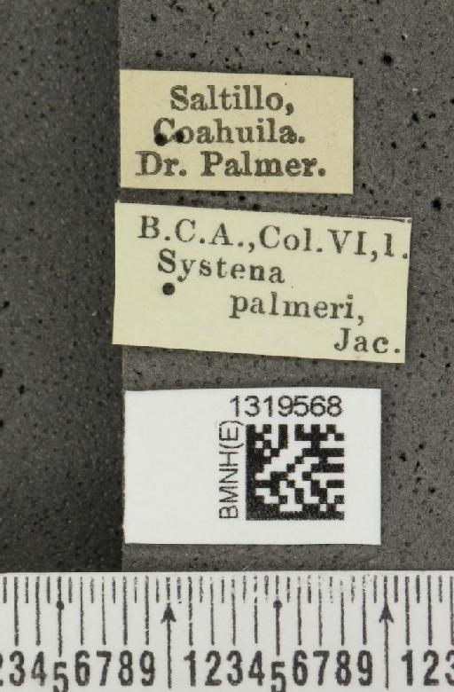 Systena palmeri Jacoby, 1884 - BMNHE_1319568_a_label_26708