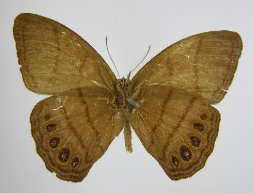 Euptychia saundersii Butler, 1867 - BMNH(E)_1267094_Zischkaia_(Euptychia)_saundersii_Butler_T_male_ (3)