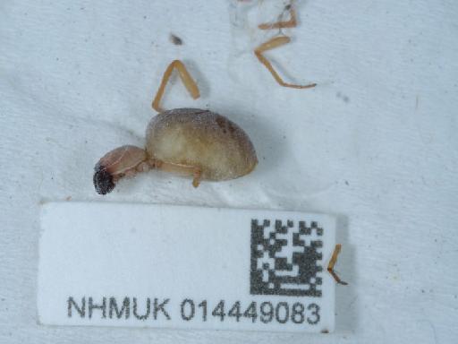 Clubiona terrestris Westring, 1851 - 014449083_1