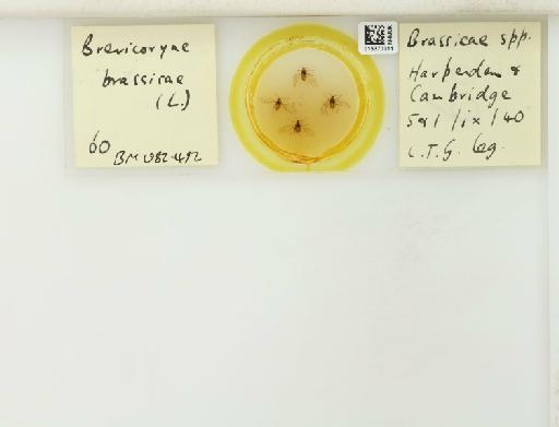 Brevicoryne brassicae Linnaeus, 1758 - 015370311_112582_1093424_835815_NoStatus