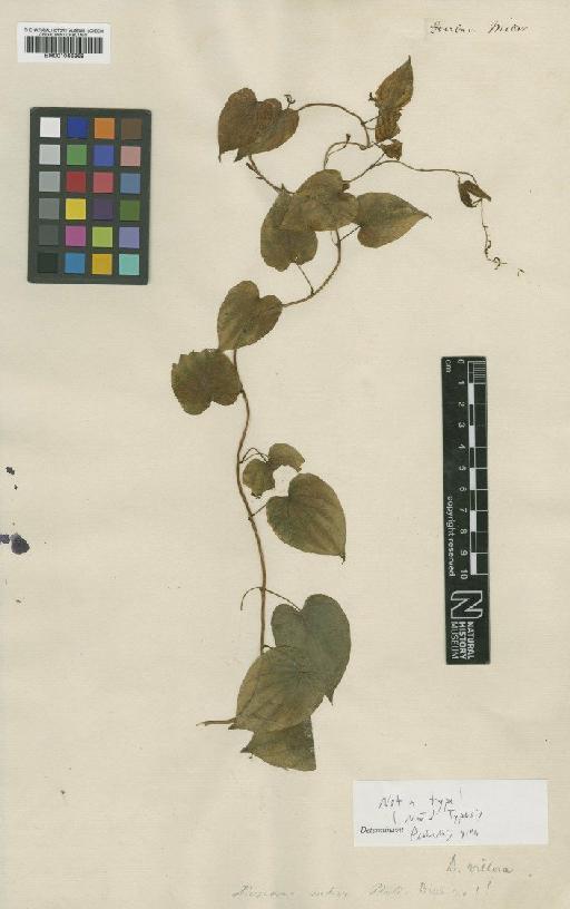 Dioscorea villosa L. - BM001066368