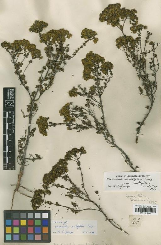 Verticordia multiflora Turcz. - BM001015010
