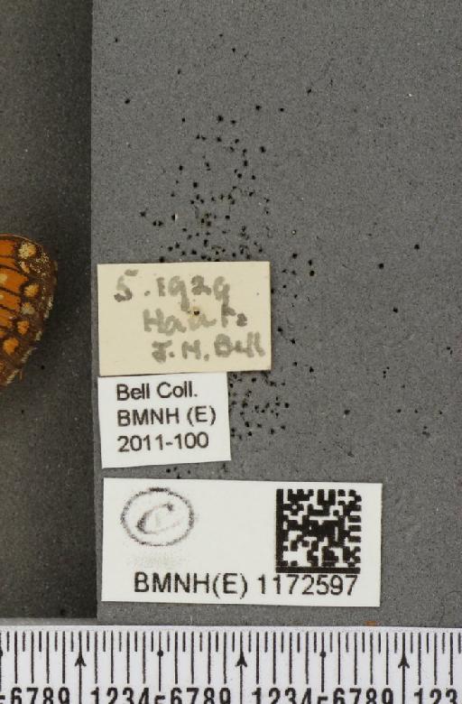 Euphydryas aurinia (Rottemburg, 1775) - BMNHE_1172597_label_52919