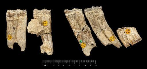 Equus ferus mosbachensis von Reichenau, 1903 - Associated Boxgrove horse teeth_2