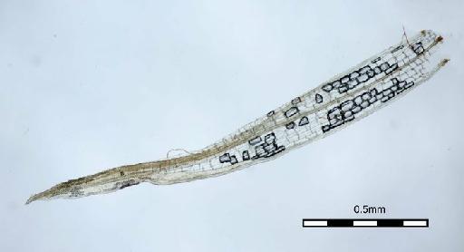 Syrrhopodon rufescens Hook. & Grev. - Syrrhopodon ridleyi_BM000672816wholeleaf2.jpg