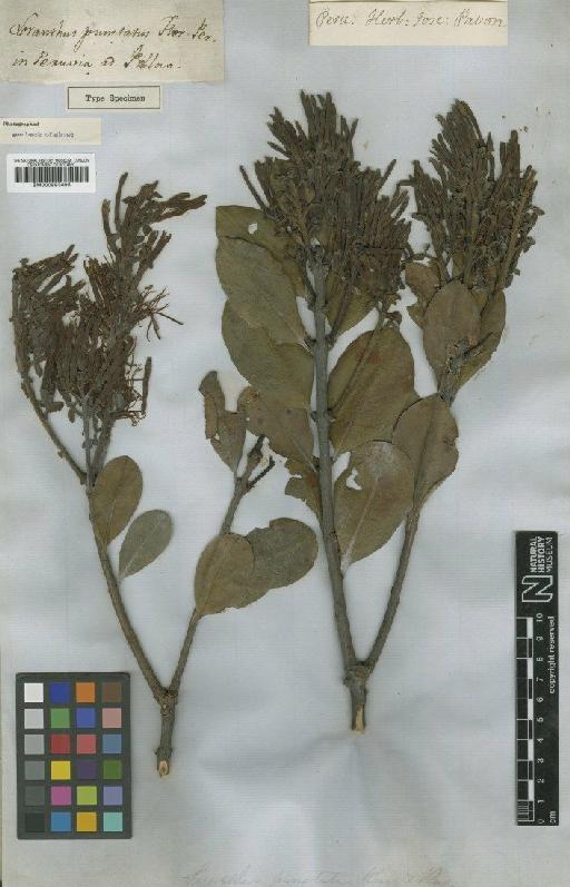 Gaiadendron punctatum (Ruiz & Pav.) G.Don - BM000993495