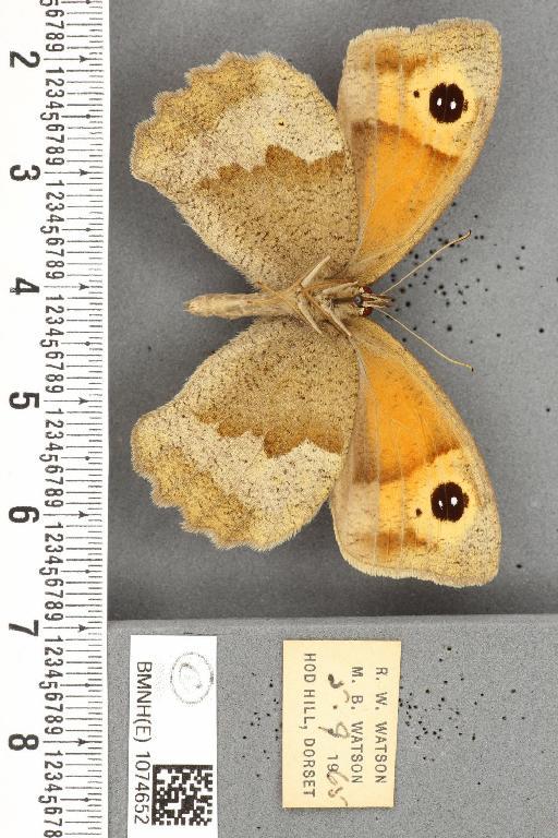 Maniola jurtina insularis ab. antiexcessa Leeds, 1950 - BMNHE_1074652_41510