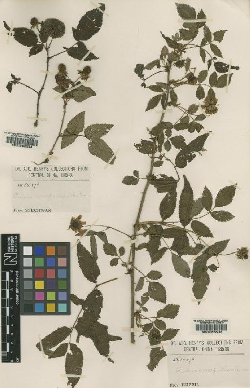 Rubus eustephanus Focke - BM000622273