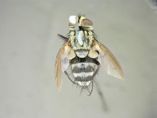 Eucelatoria obscurata (van der Wulp, 1890) - Eucelatoria obscurata LT dorsal