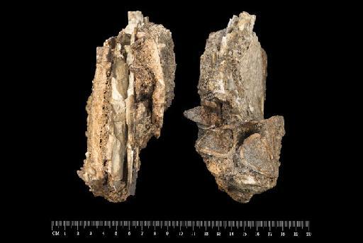 Toxodon darwinii Burmeister, 1866 - M16566_3 Toxodon Bahia Blanca Right dentary