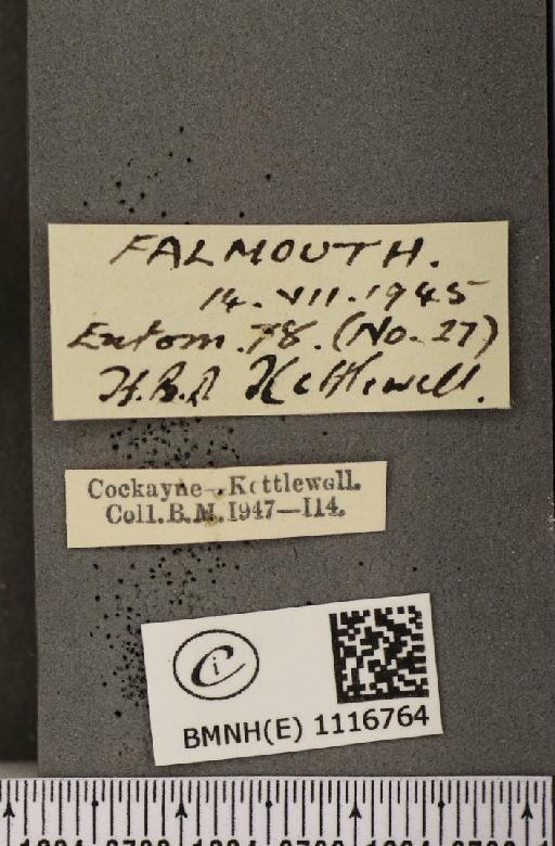 Pontia daplidice (Linnaeus, 1758) - BMNHE_1116764_label_68884