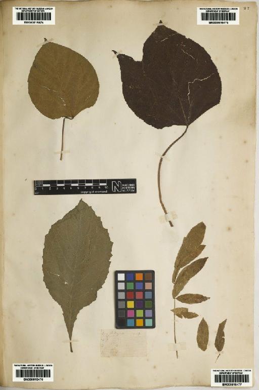 Fabaceae Lindl. - BM000815477