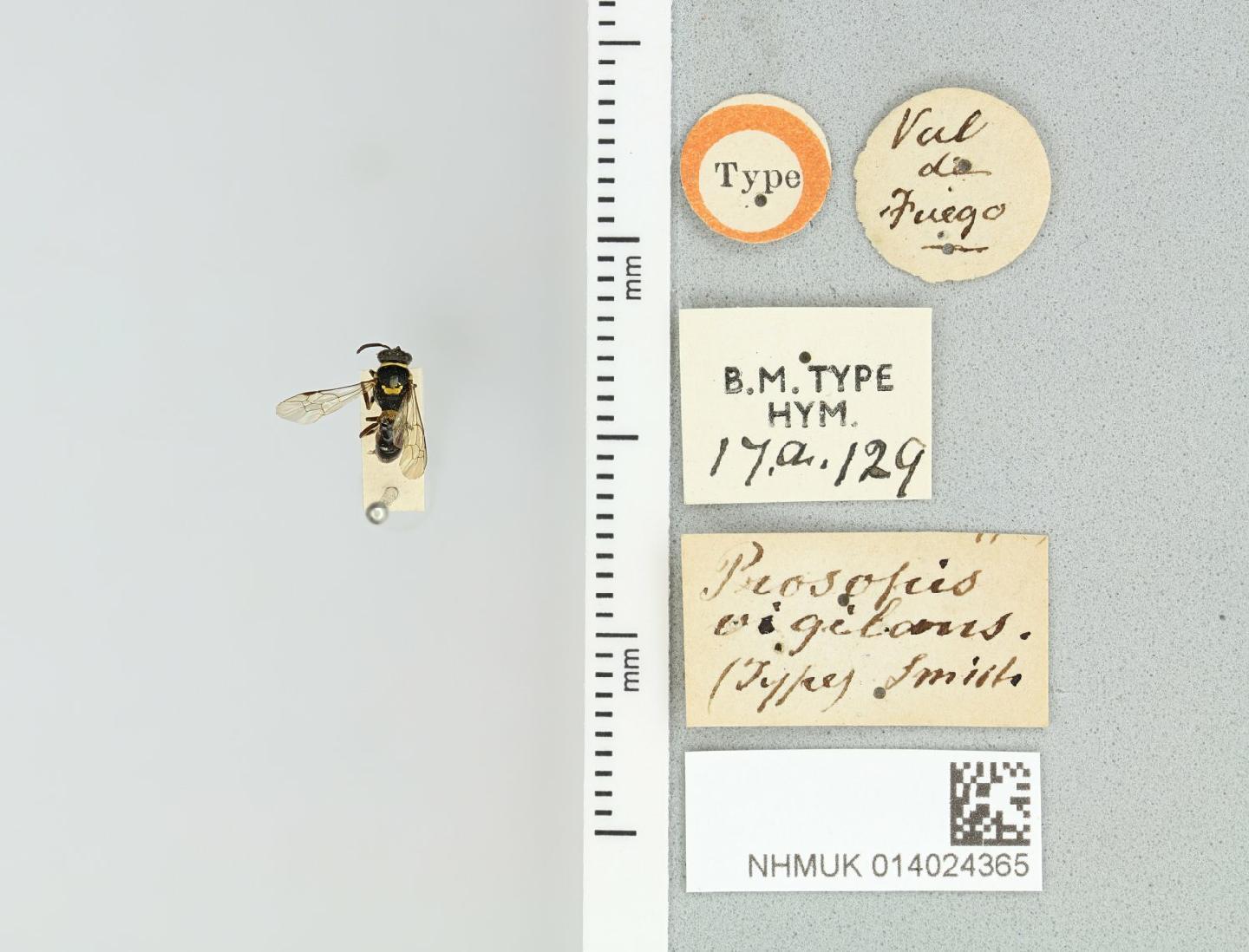 Hylaeus vigilans