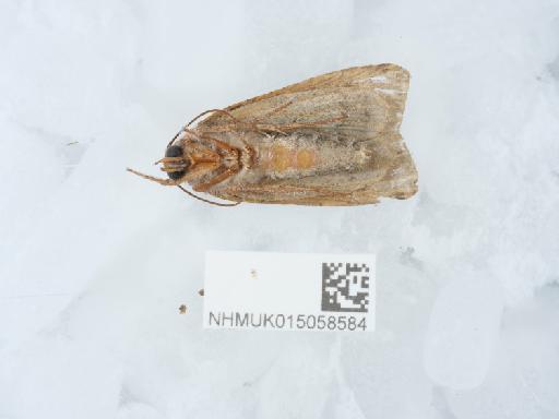 Graphiphora augur inopinata Smith - 015058584_1