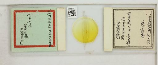 Menopon gallinae Linnaeus, 1758 - 010659567_816403_1430467