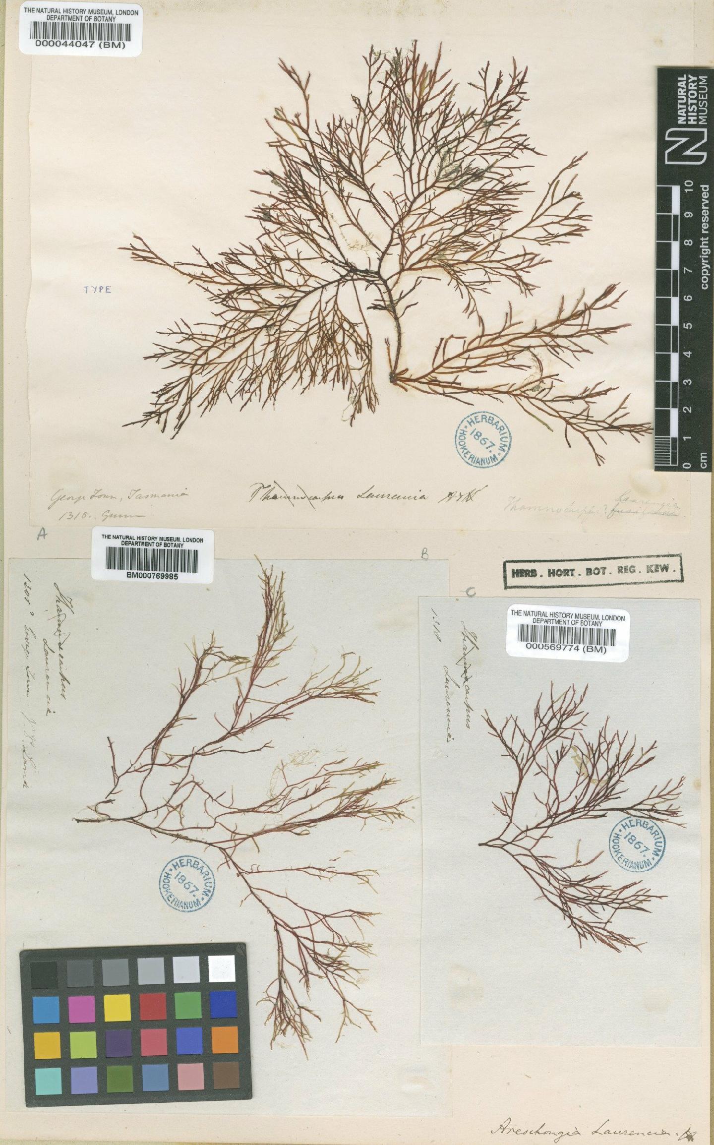 To NHMUK collection (Areschougia congesta (R.Br. ex Turner) J.Agardh; Syntype; NHMUK:ecatalogue:4788048)