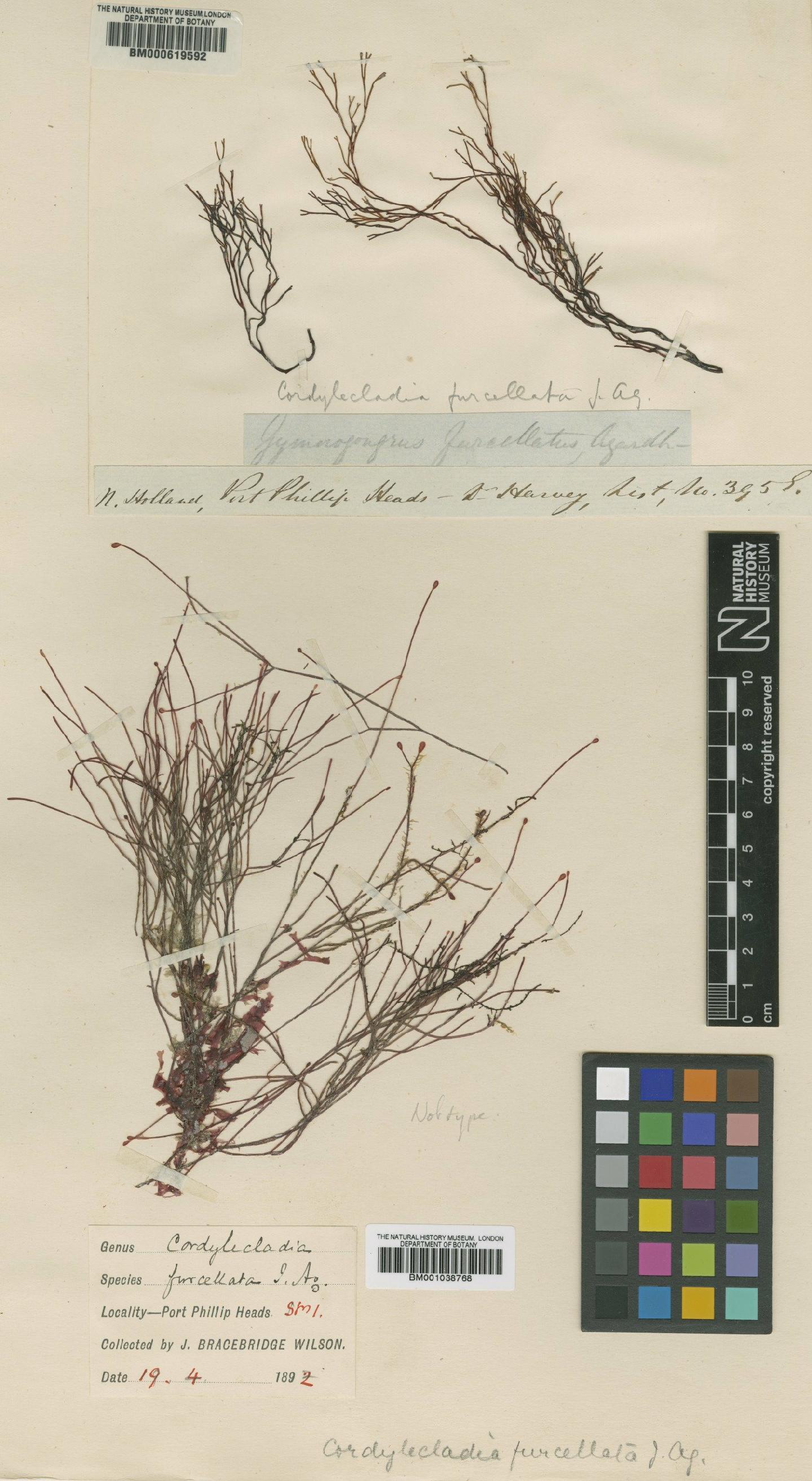 To NHMUK collection (Cordylecladia furcellata J.Agardh; Non-Type; NHMUK:ecatalogue:635884)