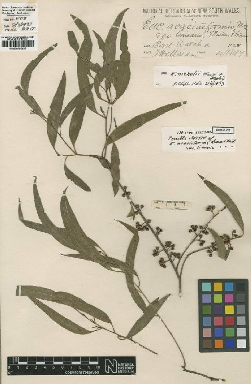 Eucalyptus nicholii Maiden & Blakely - BM000895607